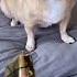 My Dog Is Smarter Than Husky And Chihuahua