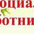 Творить добро Шура С днём социального работника