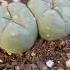 Peyote S Ages 3years To 15 Cactus Sacred Plants