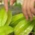 Star Fruit Satisfying Short