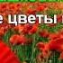 Юрий Антонов Не рвите цветы Караоке