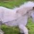 Funny Miniature Horse TikTok