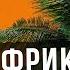 Голодные красотки добрые гопники и колдуны вуду я нашел лучшую страну Африки Бенин