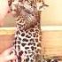 Unbelievable Baby Leopard Hug His Owner