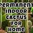 Best Permanent Indoor Cactus For Home Indoor Cactus Plant Short Indoorplants Cacti
