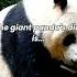 Panda Paradox Bamboo Eating Carnivores Shorts Funny Trending