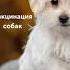 Вакцинация собак Какую вакцину выбрать Преимущества и недостатки вакцин