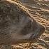 Baby Seal S Head Nearly Cut Off By Rope