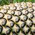 How To WOMEN DISABLED BOY Harvesting Giant PINEAPPLE Goes To The Market Sell Thai And Huyen