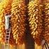 Inside A Dates Processing Factory Dates Palm Farming And Harvesting