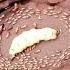 Life Of A Termite Queen