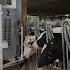 Lely Vector Automatic Feeding System Startup