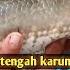 PECAH REKOR Mancing Ikan Gabus 2023