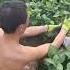 Picking Edamame DIY Tool Boosts Efficiency And Makes The Job Easier