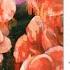 楽譜 化けの花 The Ghost Flower Ver Orchestra