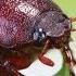 How To Get Rid Of June Beetles June Bugs