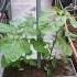Simple And Practical To Grow Half Red Amaranth From Seeds In No 20 Self Watering Pot T On Day 68