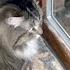 Friendly Mouse Is Teasing Siberian Cat Through Window