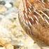 Unveiling The Mysterious Nature Sounds Of Common Quail Bater Ki Awaaz