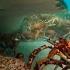 The Incredible Unity Of The Spider Crab Spy In The Ocean BBC