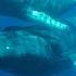 Whale Song Underwater 60 Minutes Of Relaxation Meditation And Sleep Serene Ocean Sounds