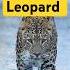 TIGER Vs LEOPARD Who Will Win
