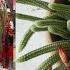 3 Cactus Pendenti Con Bellissimi Fiori Davvero Poco Conosciuti