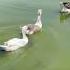 Ducks Quacking