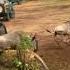 Lion Ambush At Wildebeest Crossing