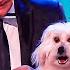 6 Best Singing Dogs EVER On Got Talent But Which Dog WINS