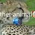 Animal Sound Montagem Vozes Profundas Viralvideo Youtubeshorts