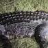 Firefighters Respond To Montgomery County Crash Involving Alligator
