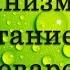 Жизнедеятельность организмов Питание и пищеварение