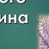 Цифровые симулякры куда испарилась американская мечта откроют ли школы Онтарио