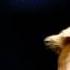 Adele Skyfall Ringtone