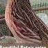 Beautiful Batair Quail Signing Ytshorts Viral Reels Trending Trendingshorts Birds