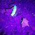 Black Light Fluorescent Centipede At Red River Gorge