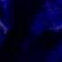 SIOUXSIE Dear Prudence Live London 2004 HQ