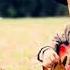 Music Magician Love Ireland FT Edward Maya