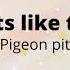 Nights Like These Pigeon Pit Lyric Video