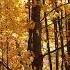 Autumn Lullaby Golden Woods Relaxing Acoustic Guitar Music