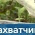 38 попугаев или целый аллигатор