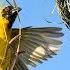 Weaver Bird Building A Nest