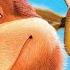 Open Season Full Movie Game Completo ZigZagGamerPT