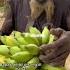 Viral Pria Di Pria Tua Di Papua Datang Bawa Pisang Satu Tandan Untuk Ditukar Dengan Sebungkus Gula