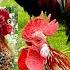 Most Beautiful Roosters Crowing Compilation Various Chicken Breeds From Phoenix To Red Jungle Fowl