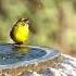 Orange Crowned Warbler Subscribe Wildlife Nature Shorts Birdsofyoutube Warbler Birdwatching