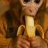 Baby Monkey Eating Banana