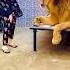 Lion Tiger Attitude Animals Funny Remix Music Song