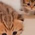 The Kitten That Ran As Fast As Its Owner Could When Called Was So Cute